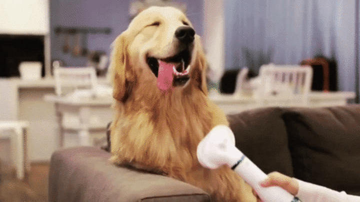 🐶Cepillo secador 2 en 1 para mascotas