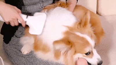 🐶Cepillo secador 2 en 1 para mascotas